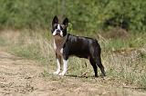 BOSTON TERRIER 231